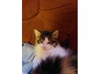 Adopt Jellybean a Domestic Shorthair / Mixed (short coat) cat in Carthage