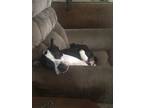 Adopt Jeffersom a Black - with White Jack Russell Terrier / Boston Terrier /