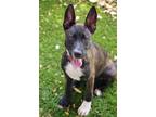 Adopt Baby Duchess a Brindle - with White Shepherd (Unknown Type) / Mixed dog in