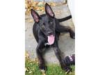 Adopt Baby Jeremy a Black - with White Shepherd (Unknown Type) / Mixed dog in