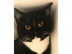Adopt Dexter (at PETCO ST PETERS) a Black & White or Tuxedo Domestic Shorthair
