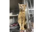 Adopt Boris a Orange or Red (Mostly) Domestic Shorthair / Mixed (short coat) cat