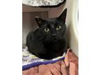 Adopt Ninja a All Black Domestic Shorthair / Mixed (short coat) cat in Woodland