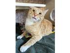 Adopt Asbel a Orange or Red (Mostly) Domestic Shorthair / Mixed (short coat) cat