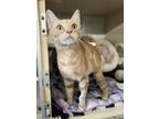 Adopt Poppy a Tan or Fawn Tabby Domestic Shorthair / Mixed (short coat) cat in