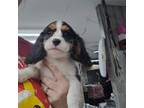 Cavalier King Charles Spaniel Puppy for sale in Franklin, NC, USA
