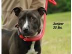 Adopt Juniper a Mixed Breed (Medium) / Mixed dog in Oxford, NC (41537472)