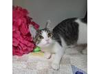 Adopt Lucille a Domestic Shorthair / Mixed (short coat) cat in Genoa
