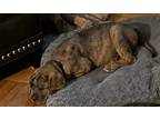Adopt Chubbs a Brown/Chocolate - with Black Great Dane / German Shepherd Dog /
