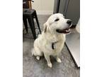 Adopt Yukon a Great Pyrenees / Mixed dog in Neosho, MO (41535376)