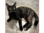 Adopt Fennel a Domestic Shorthair / Mixed (short coat) cat in Neosho