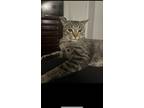 Adopt Simba a Brown Tabby Domestic Shorthair / Mixed (short coat) cat in Staten