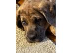 Adopt Bean a Merle Great Dane / German Shepherd Dog / Mixed dog in Endicott