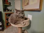 Adopt Stella a Gray or Blue Domestic Longhair / Mixed (long coat) cat in Tucson