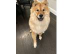 Adopt Charlie a Red/Golden/Orange/Chestnut - with White Chow Chow / Mixed dog in