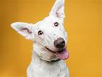 Adopt BELLA a White Border Collie / Mixed dog in Denver, CO (41522661)