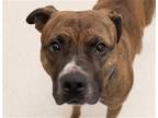 Adopt MAXXY a Boxer / Mixed dog in Denver, CO (41537289)