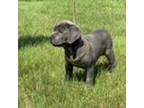 Cane Corso Puppy for sale in Bridgeport, CT, USA