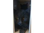 Adopt Hairy Pawter a All Black Domestic Mediumhair cat in Apple Valley