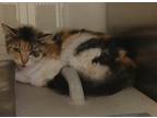 Adopt Pawl a Calico or Dilute Calico Domestic Mediumhair cat in Apple Valley