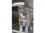 Adopt Rubeus Catgrid a Calico or Dilute Calico Domestic Mediumhair cat in Apple