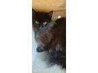 Adopt Lord Voldecat a All Black Domestic Longhair cat in Apple Valley