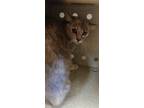 Adopt Poppy Pawmfrey a Gray or Blue Domestic Shorthair cat in Apple Valley