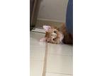 Adopt Simba a Calico or Dilute Calico Munchkin / Mixed (medium coat) cat in