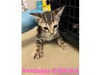 Adopt Cat Condo #22 a Bengal / Mixed (short coat) cat in Greenville