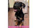 Adopt Dog Kennel #25 a Shepherd (Unknown Type) / Mixed Breed (Medium) / Mixed
