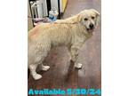 Adopt Dog Kennel #27 a Great Pyrenees / Mixed dog in Greenville, TX (41539064)