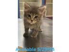 Adopt Cat Condo #15 a Domestic Shorthair / Mixed (long coat) cat in Greenville
