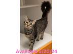 Adopt Cat Condo #6 Teeny a Domestic Mediumhair / Mixed (short coat) cat in