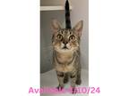 Adopt Cat Condo #13 a Domestic Shorthair / Mixed (short coat) cat in Greenville