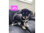 Adopt Lefty a Black - with White Australian Shepherd / Mixed dog in Appleton