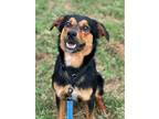 Adopt Parker a Black Shepherd (Unknown Type) / Mixed Breed (Medium) / Mixed