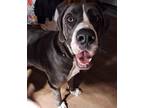 Adopt Beau a Gray/Silver/Salt & Pepper - with White Great Dane / Mixed dog in