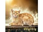 Adopt Kitty Kitty a Orange or Red Domestic Shorthair / Mixed Breed (Medium) /
