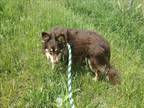 Adopt BENNIE a Brown/Chocolate Pomeranian / Mixed dog in Springfield