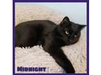 Adopt Midnight a All Black Domestic Shorthair / Mixed Breed (Medium) / Mixed