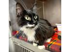 Adopt Putty a All Black Domestic Mediumhair cat in Johnstown, PA (41538747)