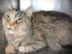 Adopt Callie a Brown or Chocolate Domestic Longhair cat in Johnstown