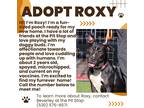 Adopt Roxy a Black - with White Staffordshire Bull Terrier / Mixed dog in Grass