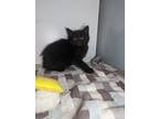 Adopt Bishop a Domestic Mediumhair cat in Roanoke, VA (41538741)