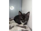Adopt Rook a Domestic Shorthair cat in Roanoke, VA (41538739)
