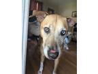 Adopt Mr. Bean a Hound (Unknown Type) dog in Roanoke, VA (41538738)