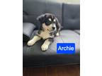 Adopt Archie a Black - with White Australian Shepherd / Catahoula Leopard Dog /