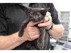 Adopt Toni a All Black Domestic Shorthair (short coat) cat in Weatherford