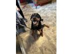 Adopt Emmy a Black - with Tan, Yellow or Fawn Labrador Retriever / Coonhound /