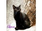 Adopt Gloria a All Black Domestic Shorthair / Mixed Breed (Medium) / Mixed